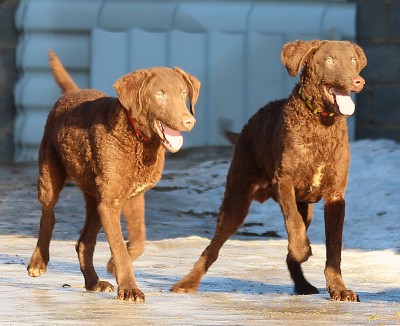 Чесапик-бей-ретривер